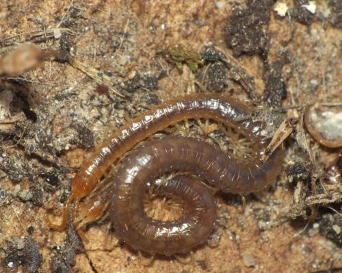 Geophilus carpophagus